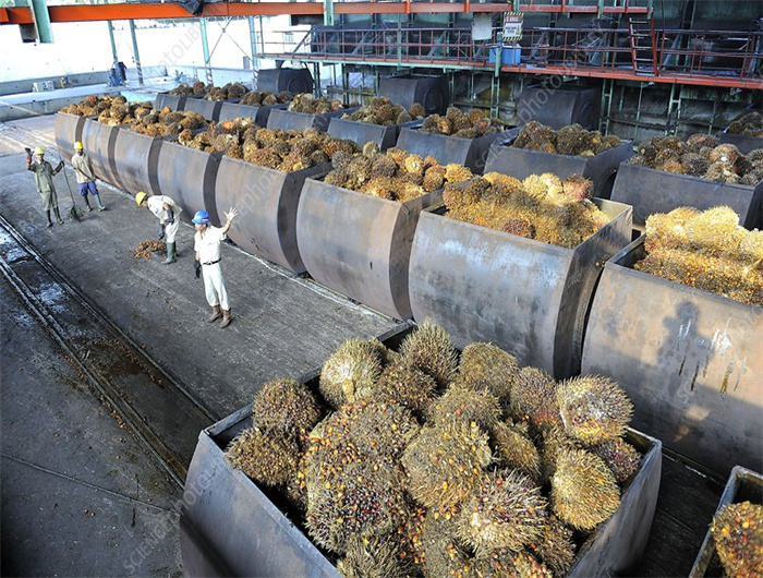 Planta de procesamiento de aceite de palmiste tipo tornillo